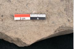 Foto (Detailansicht) von Diospyros sagoriana Ettingshausen (NHMW-GEO-2024-0188-8016)